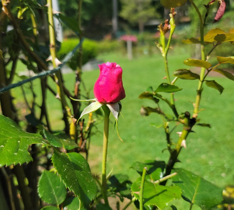 Mohegan Park - Memorial Rose Garden (Norwich,&nbspCT)
